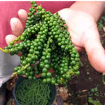 Black Pepper Plant Live, 4 to 6 Inches Tall, Live Pepper Plant, Piper Nigrum Live Plant, Herb Plant for Garden