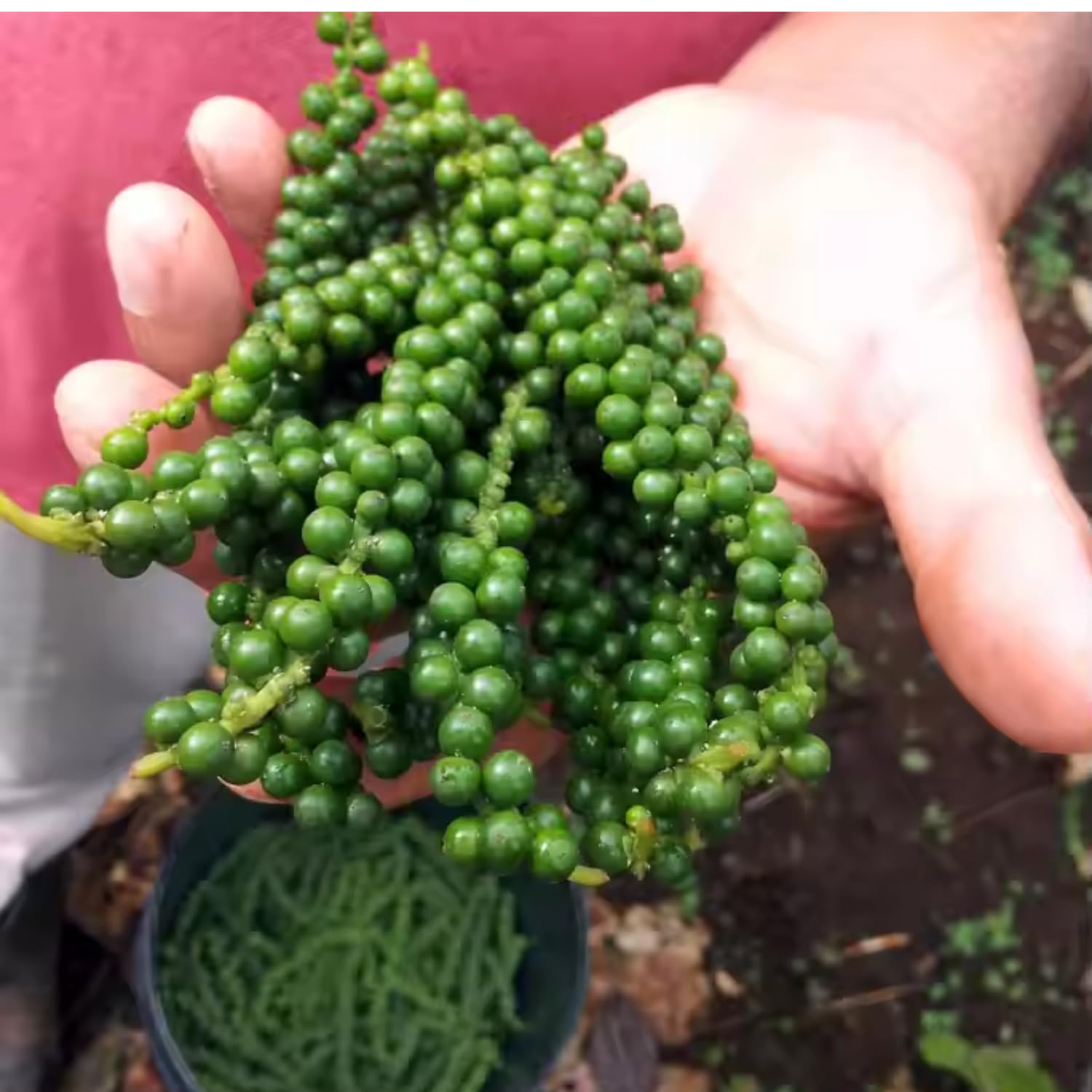 02 Black Pepper Plants Live, 4 to 6 Inches Tall, Live Pepper Plant, Piper Nigrum Black Pepper Live Plant, Herb Plant for Garden, Pepper Starter Plant