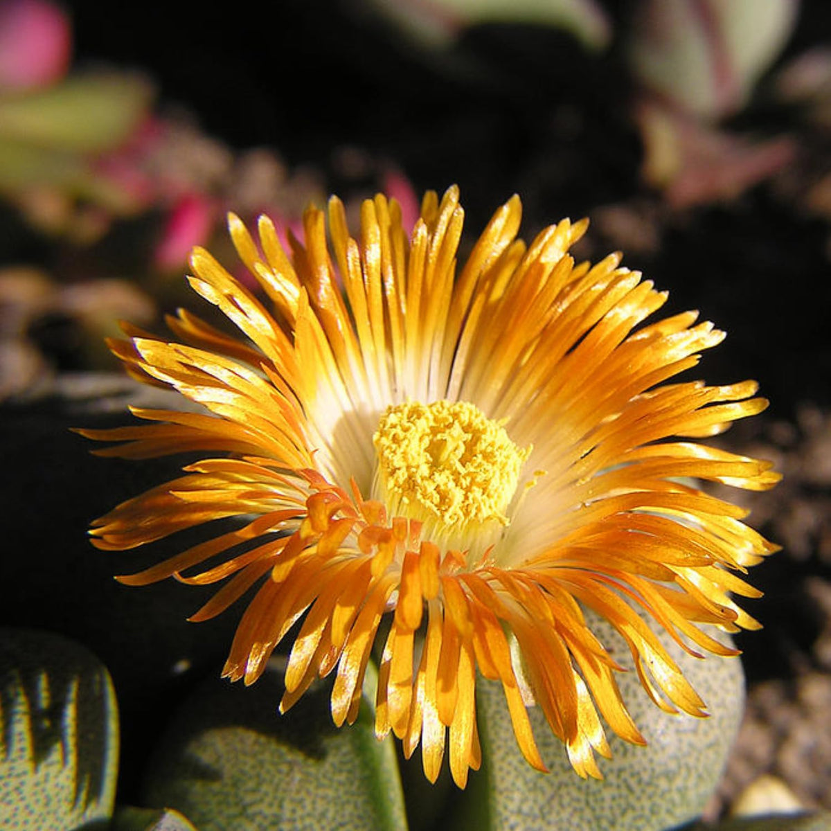 Lithops Live Plants, Lithops Succulents Plants Live, Lithops Plant One Year Old Seedlings, 20 Count