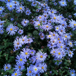 2 Aster Plants Live, Asters Perennial Live Plants, 5 to 7 Inc Tall, Flower Plant for Gardening (Blue)