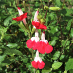 Hot Lips Salvia Live Plants, 2 Starter Sage Plants in 4 Inch Pot, Red and White Salvia Plants 4–8" Tall