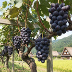 12 Sweet Black Grape Vines Cuttings 8-12'' Tall, High Yielding, Perennial Grape Vine for Growing Outdoor