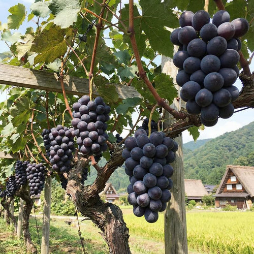 12 Sweet Black Grape Vines Cuttings 8-12'' Tall, High Yielding, Perennial Grape Vine for Growing Outdoor
