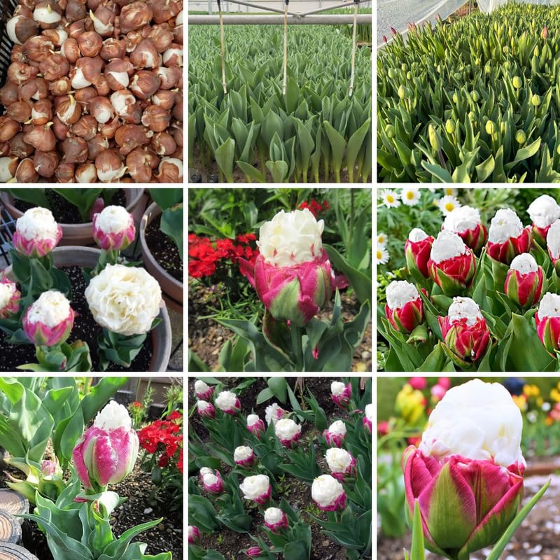 5 Tulip Bulbs for Spring Planting, Ice Cream Tulip Bulbs for Fall Planting, Flower Bulbs Growing