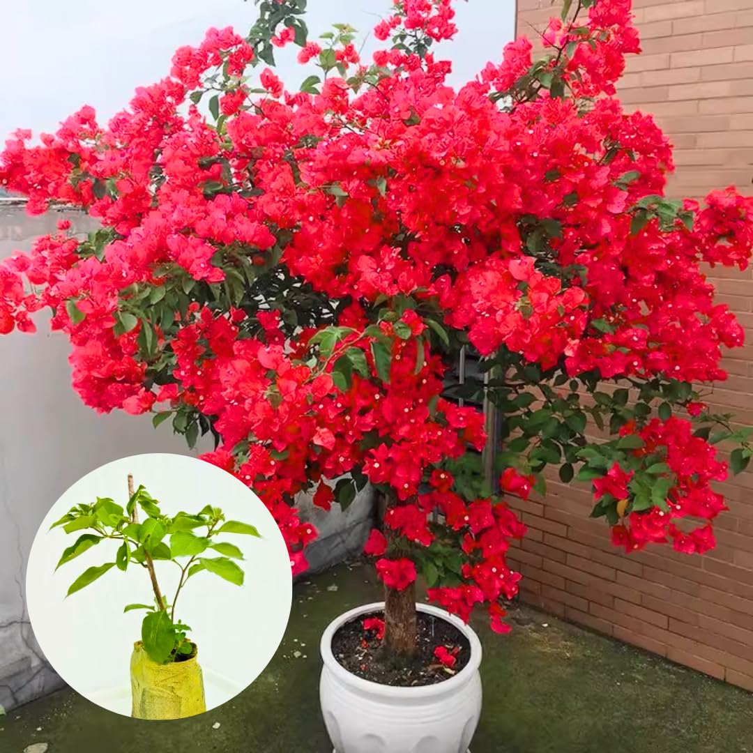 Combo 2 Bougainvillea Plants Live Trees, Outdoor Bougainvillea Plant for Trailing Flowering Vines or Bush Tree, 5-10” Tall, Well-Rooted Bougainvillea Vivid Red