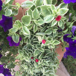 Variegated Aptenia Baby Sun Rose 4 Inch Pot, Variegated Ice Succulent Plant for Indoor Outdoor, Live Succulent Fully Rooted