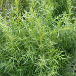2 Tarragon Plants Live, French Tarragon Starter for Growing, Culinary, Garden 4 to 6 Inches