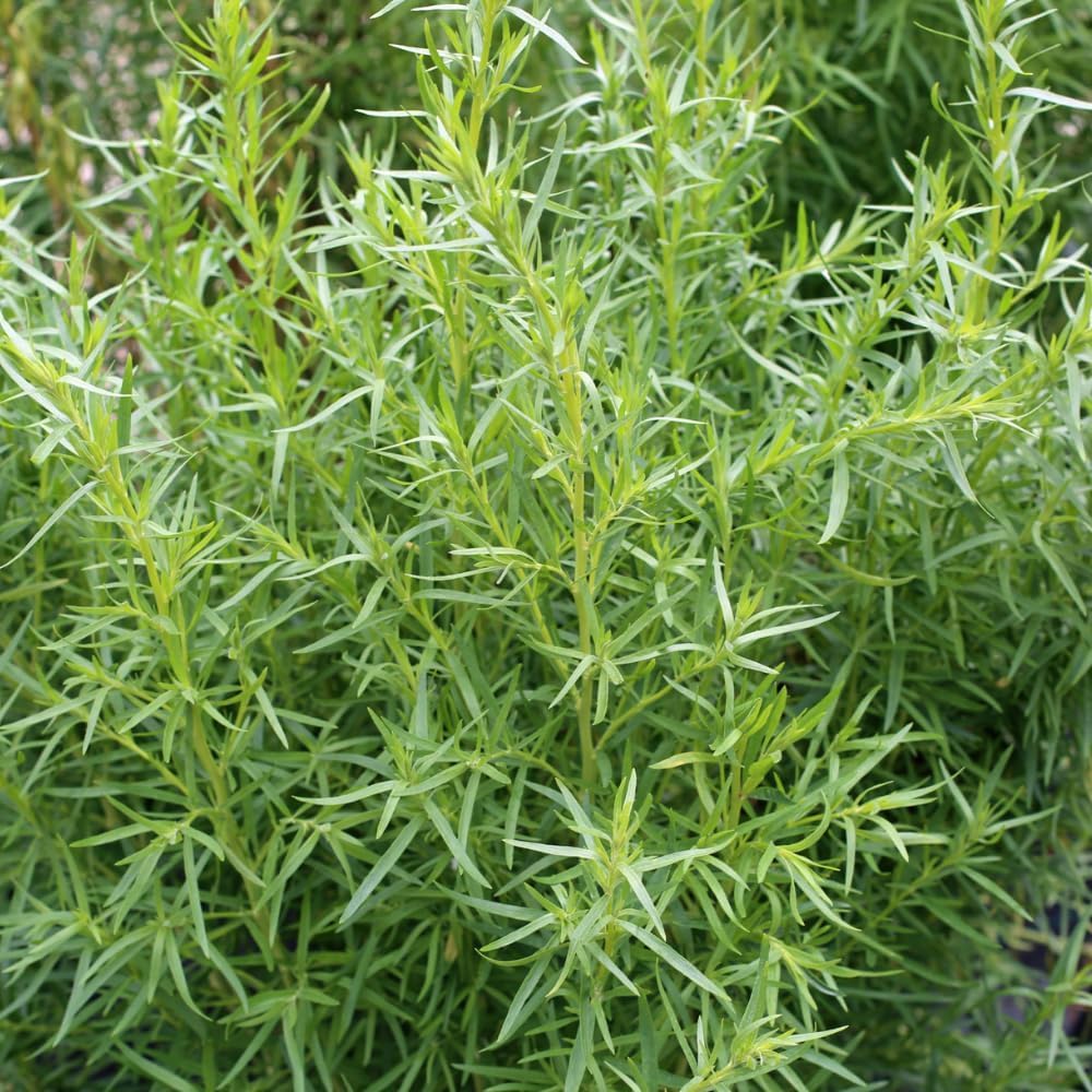 2 Tarragon Plants Live, French Tarragon Starter for Growing, Culinary, Garden 4 to 6 Inches