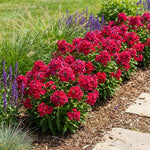 Phlox Plant, Bold Pink Phlox Plant in Plug, 2-3 Inches Tall, Hardy Perennial Flower for Outdoor Garden