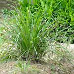 3 Lemongrass Plants Stalks Live for Outside Growing, Lemon Grass Stalks Fresh Herb Plants Trim Back for Planting