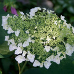 Hydrangea Plant Live, Blooming Garden Bush Hardy Hydrangea Shrub, Vibrant Flowering Plant Indoor Outdoor Well-Rooted 5-9 Inc Tall, Stater Plant (Rare Lacecap Flower White to Blue Pink)