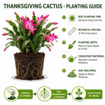 Yellow Peachy Christmas Cactus, True Thanksgiving Cactus Live Plant in 4'' Pot, Holiday Christmas Cactus for Planting