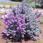4 Fragrant Sage Salvia Live Plants, Planting in Spring Sage Plants Live, 5 to 10 Inches in Tall, Change Color (Texas)