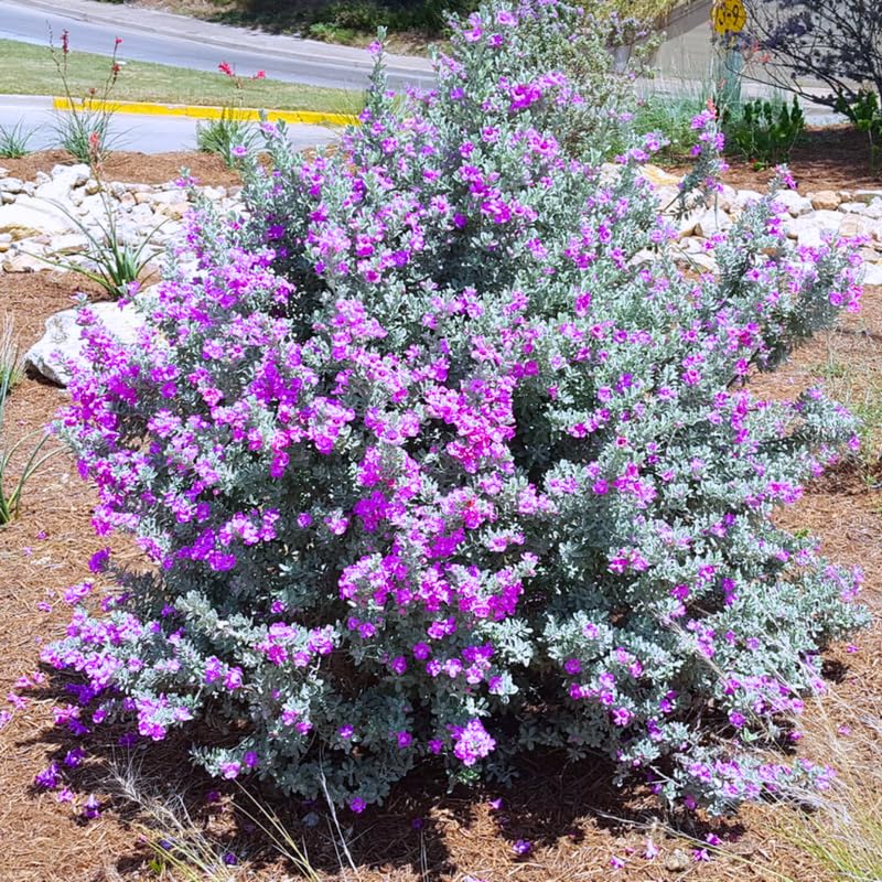 4 Fragrant Sage Salvia Live Plants, Planting in Spring Sage Plants Live, 5 to 10 Inches in Tall, Change Color (Texas)