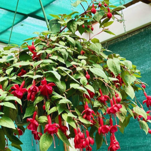 2 Red Fuchsia Plants Live, Fuchsia Flower Plants Indoor Outdoor, 3 to 5 Inches Tall