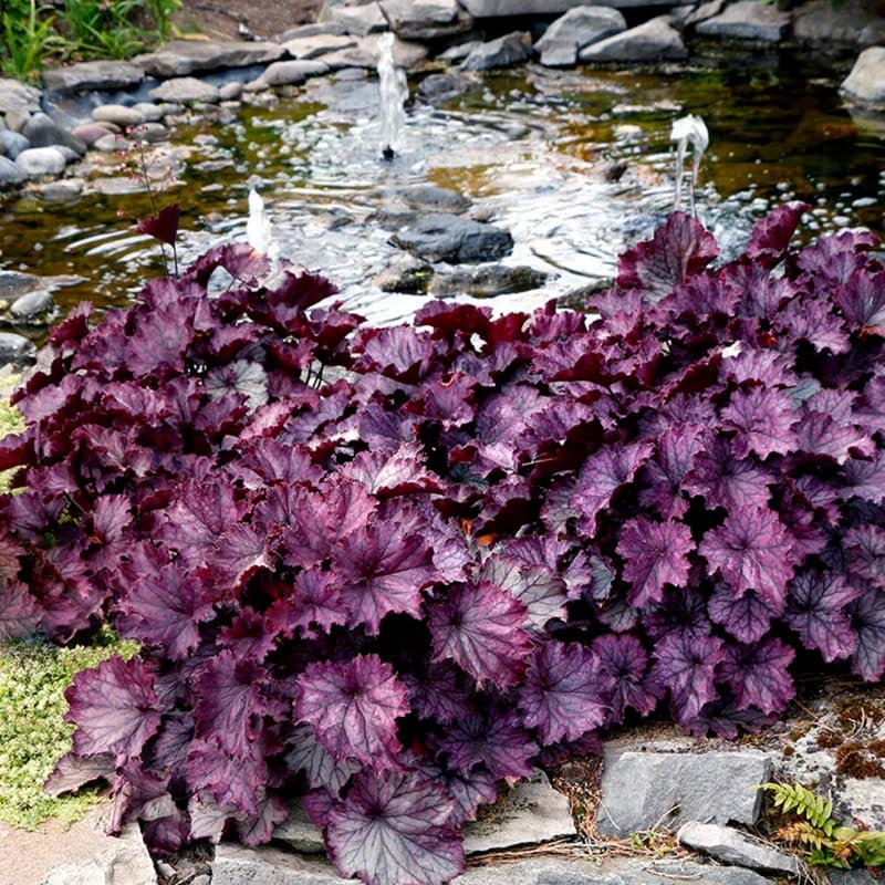 Set 2 Purple Heuchera Plants Live, Coral Bells Purple Heuchera Shrubs Bushes Live for Planting, Perennial Heuchera Live Plants, 3 to 6 Inc Tall