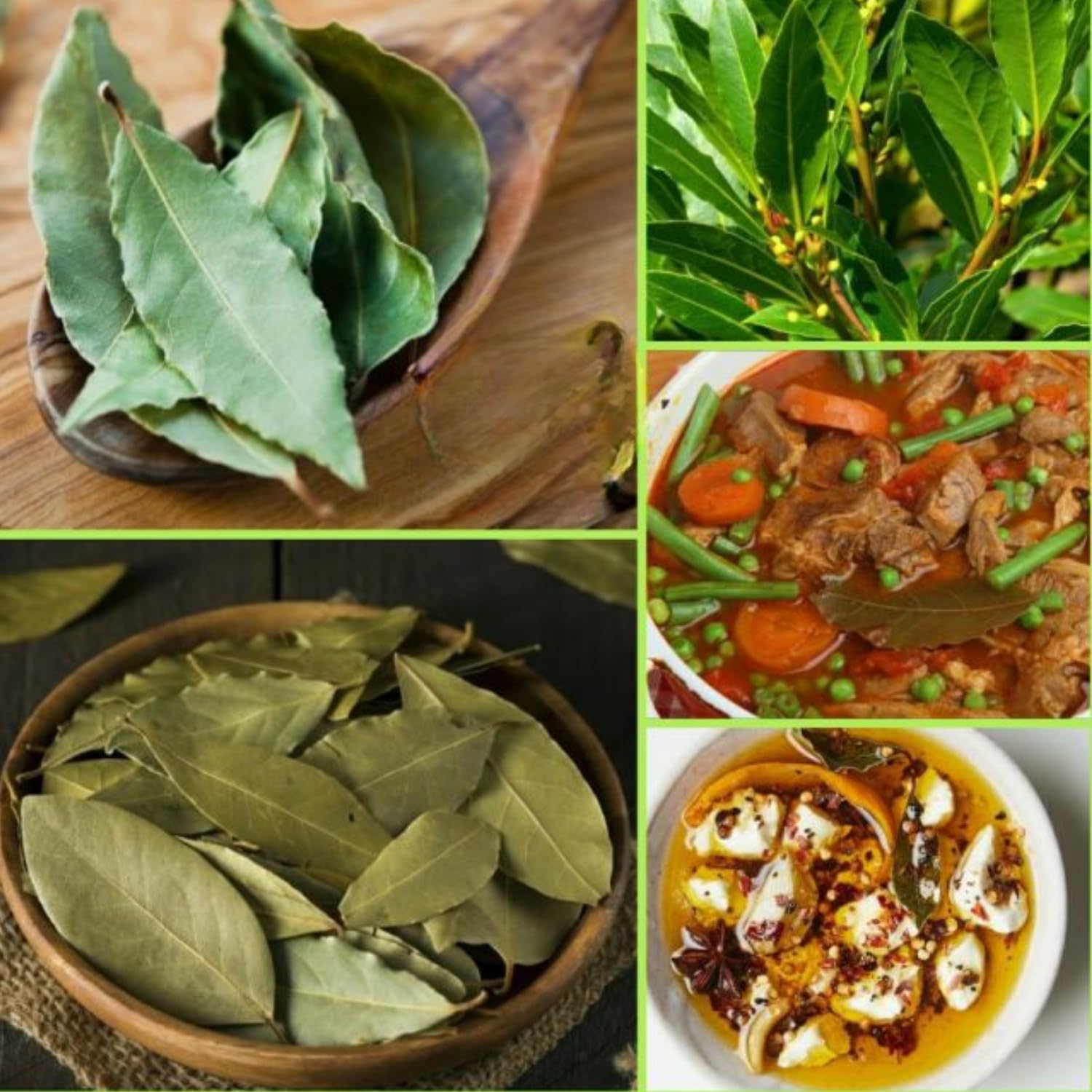 Bay Leaf Plant Live, Sweet Laurel Tree, Bay Leaf Tree, Laurus Nobilis Live Plant from 4 to 10 Inc in Tall