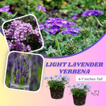 Set of 2 Light Lavender Verbena Plant Live, Light Purple Verbena Live Plant, Purple Flower, 5-7 Inches in Height for Planting
