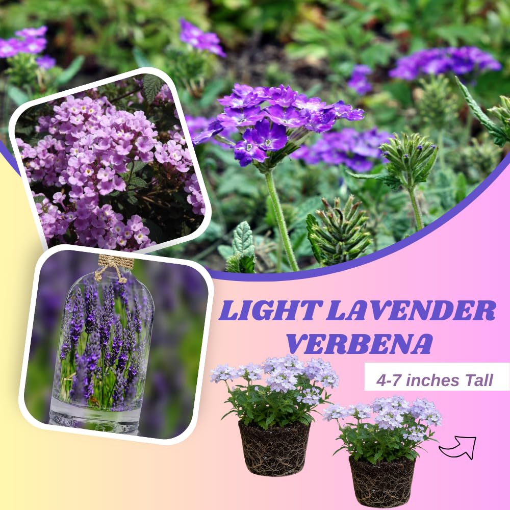 Set of 2 Light Lavender Verbena Plant Live, Light Purple Verbena Live Plant, Purple Flower, 5-7 Inches in Height for Planting