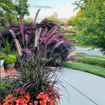 Fountain Grass Plant Live for Planting, 5-9 Inch Tall, Ornamental Grasses Live Plants Perennial (Red Purple Fountain Grass)