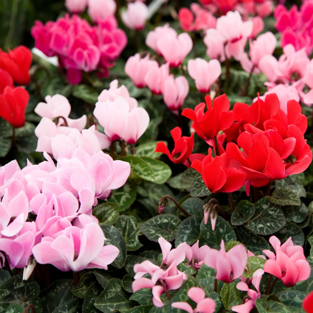 Random Cyclamen Plant Live, Flowering Houseplant, 4" Pot