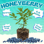 Blue Haskap Honeyberry Live Plant for Planting, Honeyberrie Plant Live 5-8 Inches Tall, Cold Hardy Fruit Bush for Home Garden