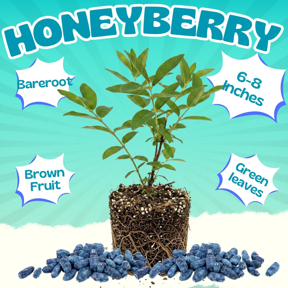 Blue Haskap Honeyberry Live Plant for Planting, Honeyberrie Plant Live 5-8 Inches Tall, Cold Hardy Fruit Bush for Home Garden