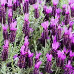 2 Lavender Plants Live Indoors, 4-8" Tall, Lavandula Perennial Flower Plants for Planting Outdoors Home Garden (Spanish Lavender)