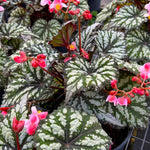 Begonia Plants Live, Rare Begonias Indoor Growing, Hanging Basket, Starter 5 to 9 Inc Tall (Bronze Leaf Rose)