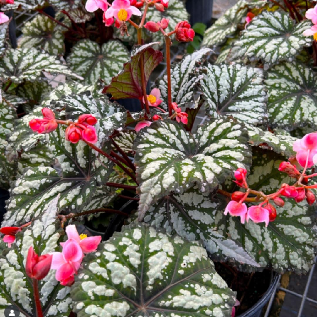 Begonia Plants Live, Rare Begonias Indoor Growing, Hanging Basket, Starter 5 to 9 Inc Tall (Bronze Leaf Rose)