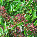 Set of 10 Elderberry Cuttings Plant, Elderberry Fruit Plant, Black Elderberries, 6-8 Inches Long, Ready to Grow