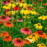 Echinacea Plant Live, Assorted Coneflower Plant Live Indoor, 4 Inc Potted, Echinacea Flower Plants Gardening Indoor Planting Outdoor