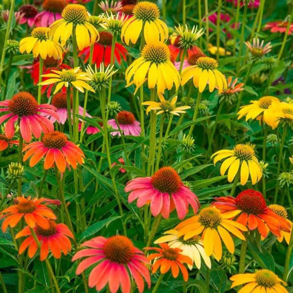 Echinacea Plant Live, Assorted Coneflower Plant Live Indoor, 4 Inc Potted, Echinacea Flower Plants Gardening Indoor Planting Outdoor