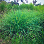 5 Lemongrass Plants for Outside, Lemon Grass Plants for Planting, Indoor Outdoor Herb Rooted Lemongrass Stalks