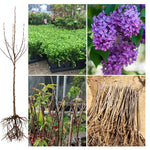 2 Purple Lilac Trees Live Plants, Lilac Bushes, Bareroots 1-2 Feet Tall, Fragrant Reblooming Flowers