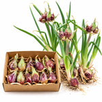 20 Egyptian Walking Onion Topset, Winter Allium Vegetables Bulbs