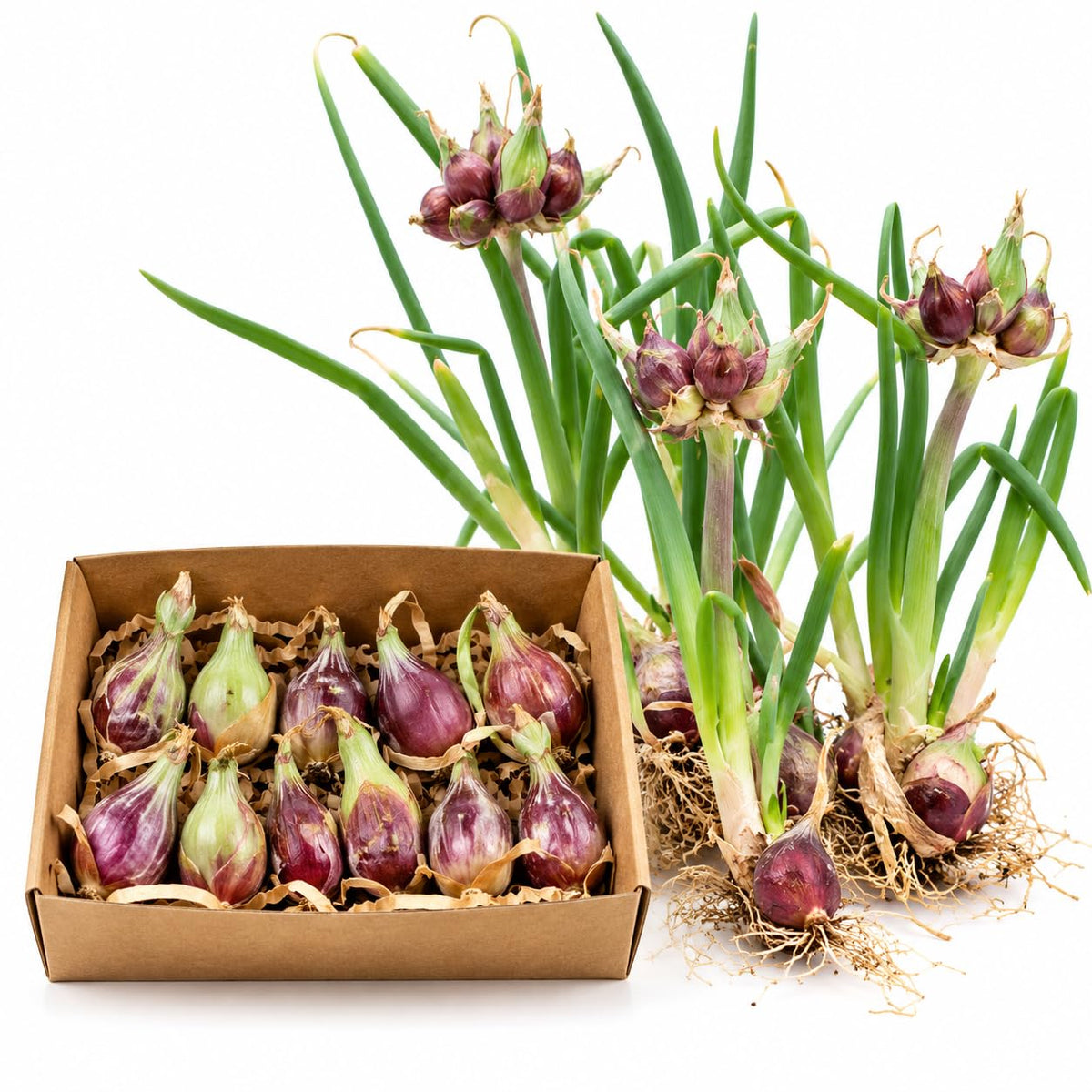 20 Egyptian Walking Onion Topset, Winter Allium Vegetables Bulbs