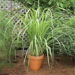 Big 5 Lemon Grass Live Plants, Lemongrass Plants Indoor Outdoor Planting, Herb Rooted Lemongrass Stalks