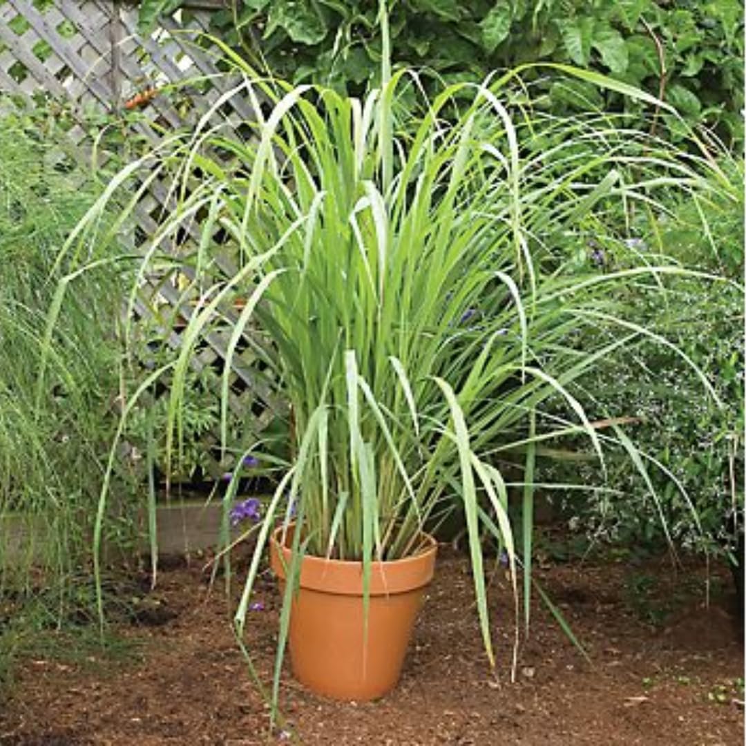 Big 5 Lemon Grass Live Plants, Lemongrass Plants Indoor Outdoor Planting, Herb Rooted Lemongrass Stalks