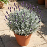 4 Creek Lavender Plants Live, Fragrant Lavender Herb for Garden, Patio Containers and Indoor Décor, 4-7 Inches Tall