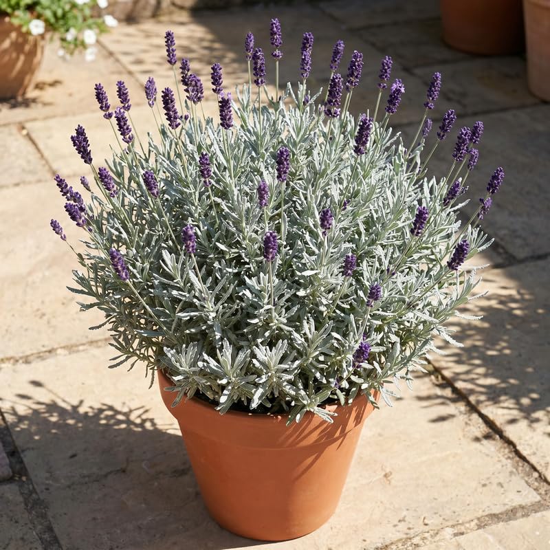 4 Creek Lavender Plants Live, Fragrant Lavender Herb for Garden, Patio Containers and Indoor Décor, 4-7 Inches Tall