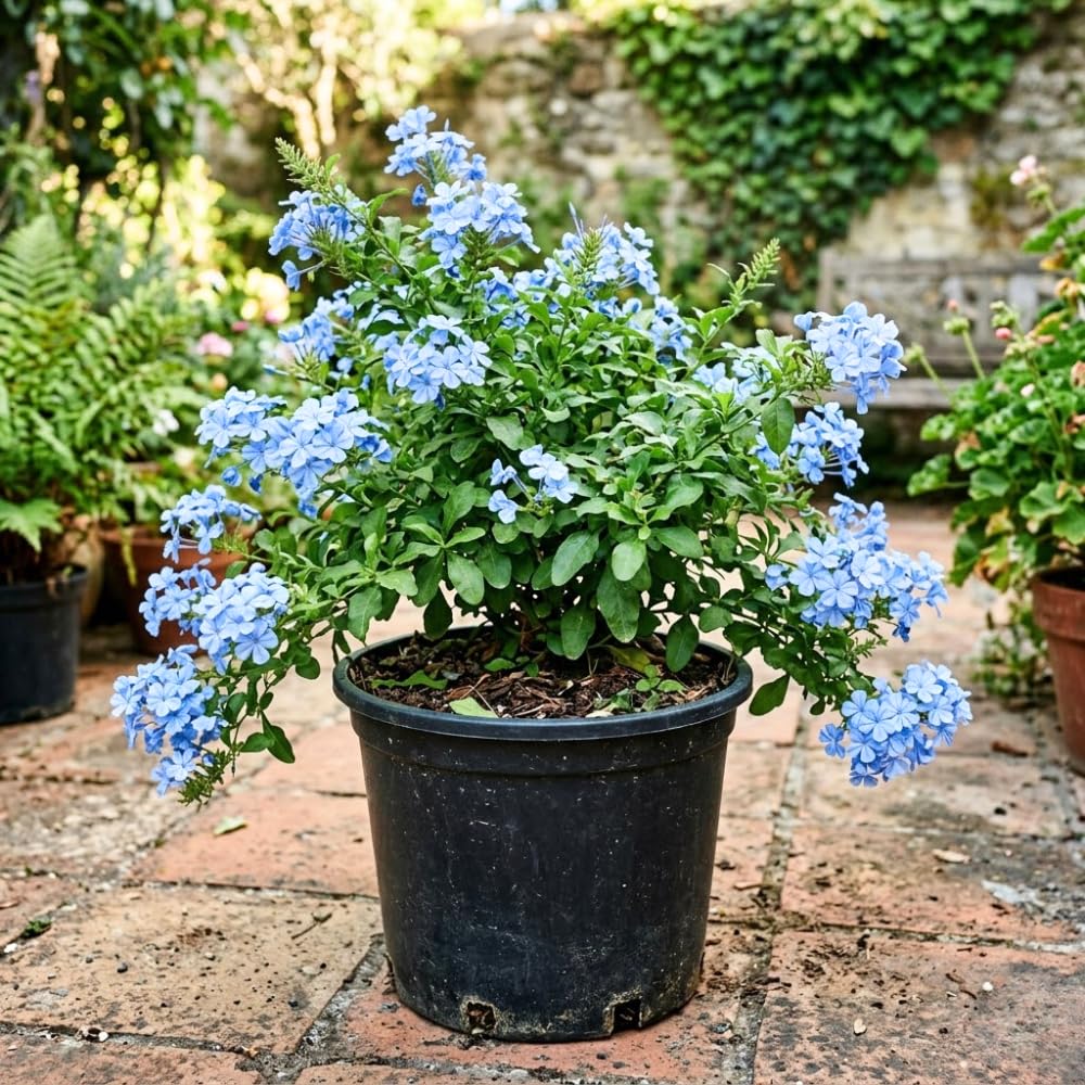 Blue Plumbago Live Plant, 4-6 Inches Tall in 4 Inch Pot, Plumbago Vine Plant for Planting, Vibrant Flowering Starter Plant