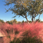 Set 2 Grass Plants Live for Planting, 5-9 Inch Tall, Ornamental Grasses Live Plants Perennial Grass, Well-Rooted (Ruby Muhly Grass)