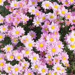 Raspberry Chrysanthemum Plant, Set 2 Raspberry Mums Plants Live, Hardy Perennial Mum Live Plant, 3 to 6 Inch Tall Garden Mum Starter Plants for Garden Beds, Containers, Vibrant Fall Blooms, No Pot