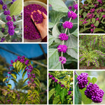 Set 2 Beautyberry Bushes Live Plants, Purple Berries Trees 4-8 Inches, Ready to Plant Outdoor, No Pot