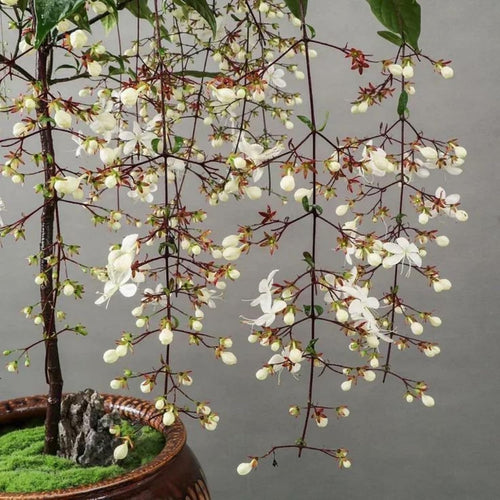 2 Clerodendrum Live Plants 4-7 Inches, Trailing Light Bulb Flowering Shrub, Indoor or Outdoor Ornamental (Wallichii)