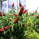 Red Butterfly Bush Buddleia Butterfly Plant Live, 4-9" Tall Well-Rooted for Outdoor Gardens, Perennial Shrub, No Pot