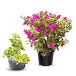 Combo 2 Bougainvillea Plants Live Trees, Outdoor Bougainvillea Plant for Trailing Flowering Vines or Bush Tree, 5-10” Tall, Well-Rooted Bougainvillea Blueberry Ice