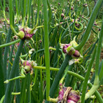 5 Egyptian Walking Onions Plants Live for Planting Outdoors Indoors, Cold Hardy Vegetable Live Plant from 5 Inc Tall