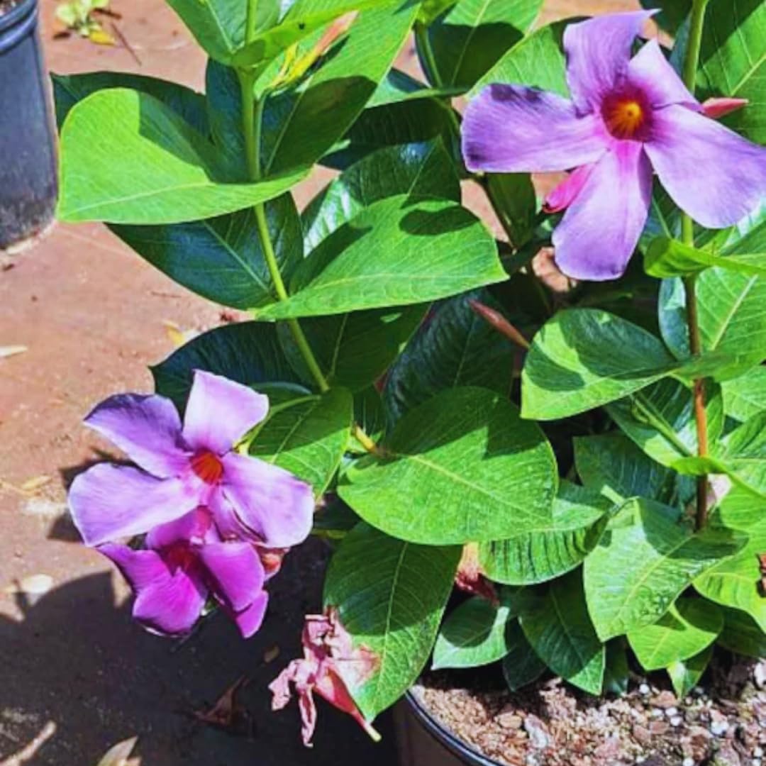 2 Purple Mandevilla Bush Plants, 10 to 12 Inc in Height, Mandevilla Vine Plant, Mandevilla Plants Live